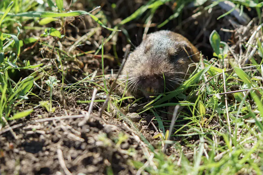 Utah Gopher Control